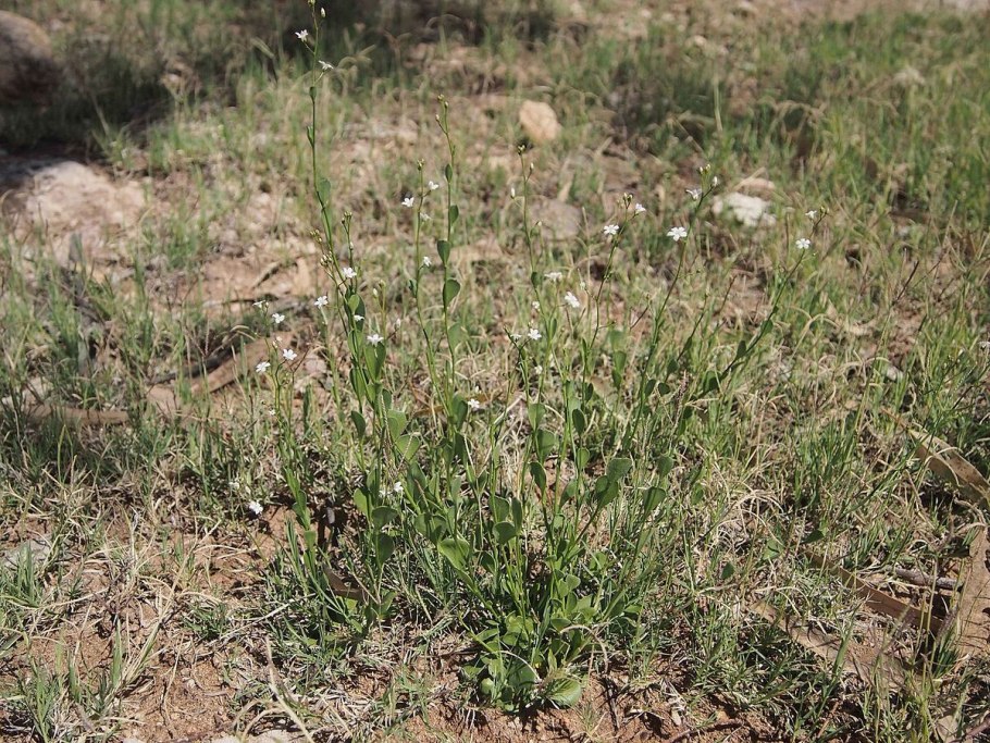 Ринхелитрум ползучий