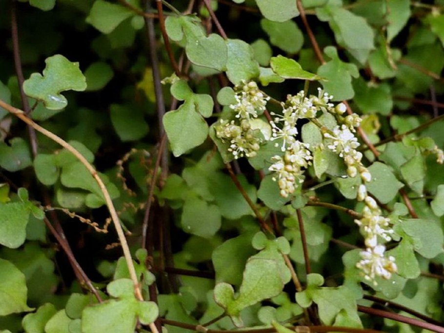 Вербейник монетчатый Луговой