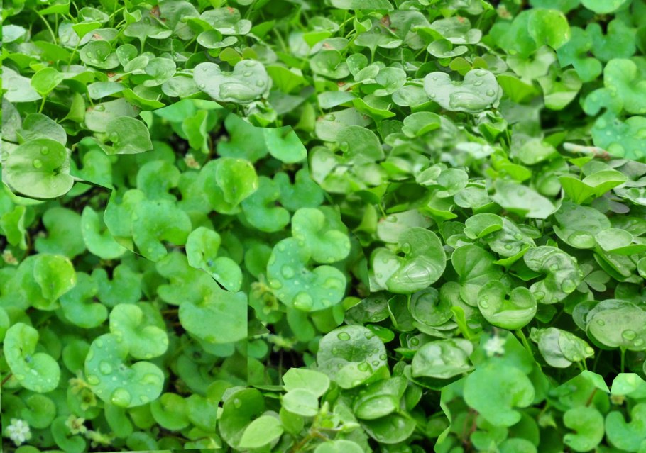 Горчак ползучий семена