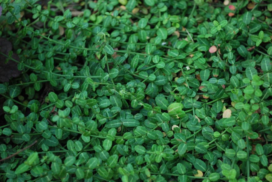 Muehlenbeckia Australis