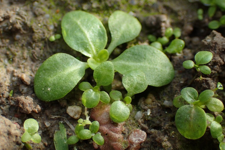 Самолус парвифлорус