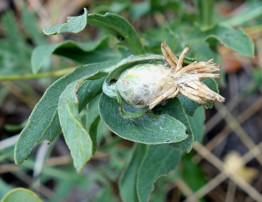 Самолус обыкновенный