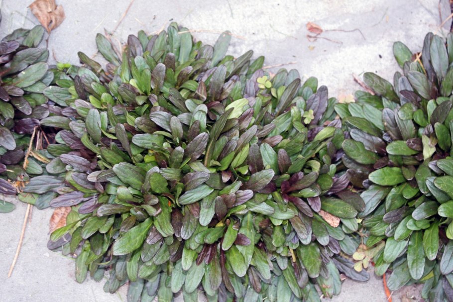 Сорняк Чарли ползучий