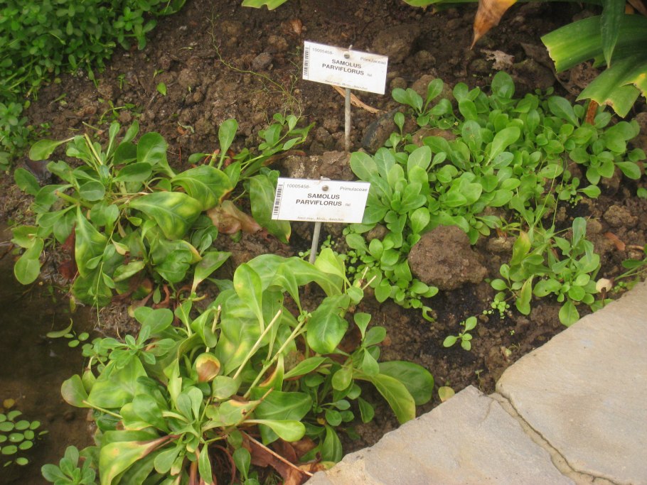 Самолус валеранди