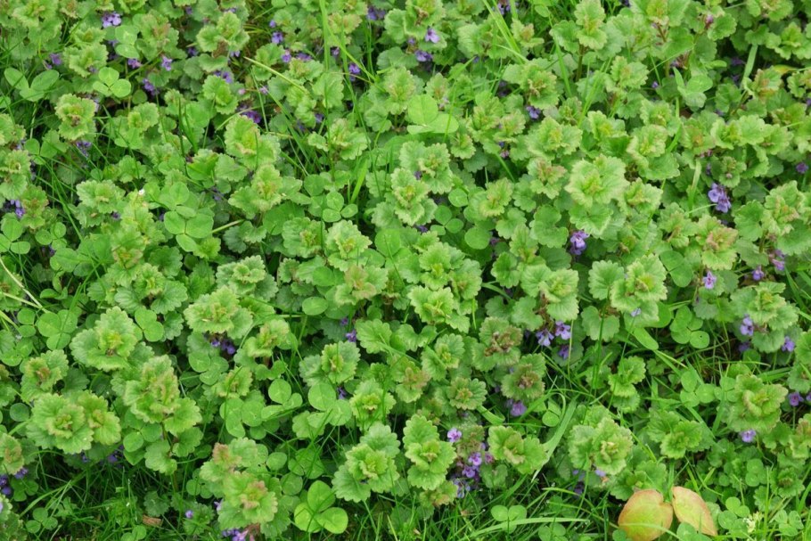 Трава сорняк в бурьяне