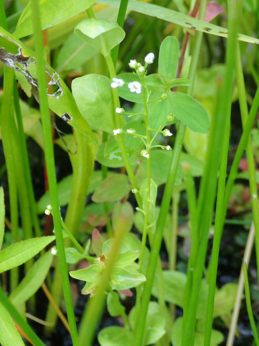 Магаданская область Леспедеца