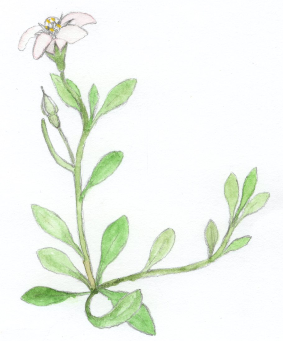 Гаультерия щетинистоволосая (Gaultheria hispidula