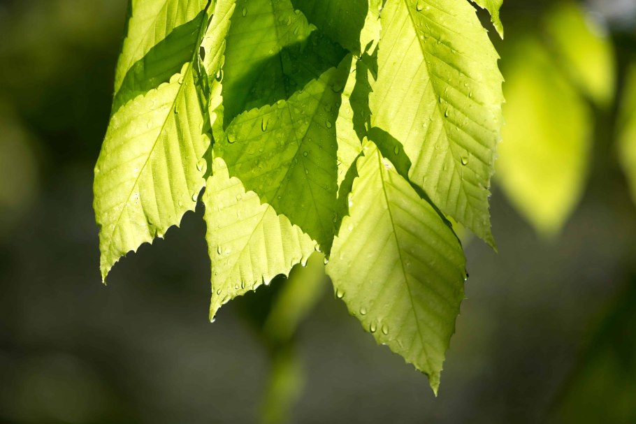 Вяз гладкий (Ulmus laevis)
