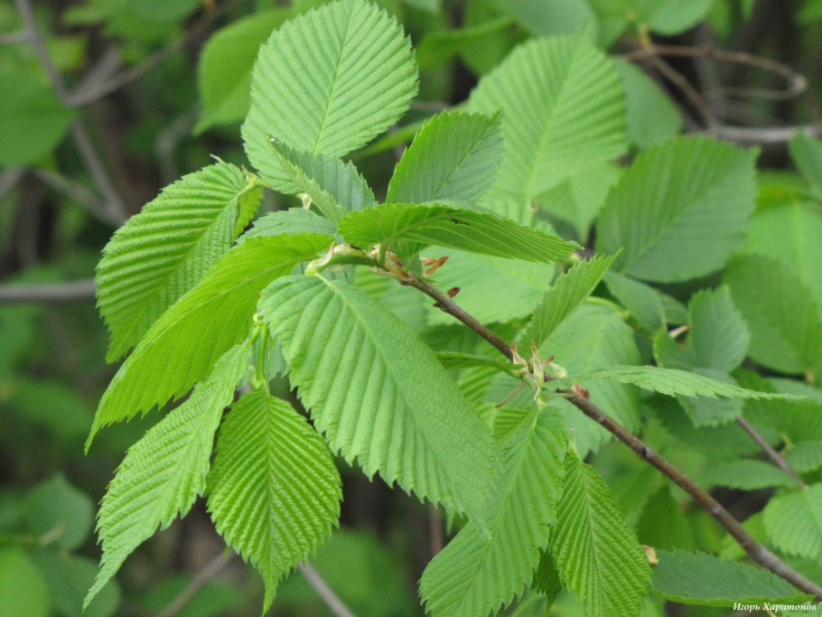 Ulmus thomasii
