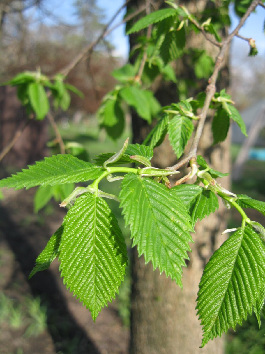 Вяз обыкновенный Ulmus laevis