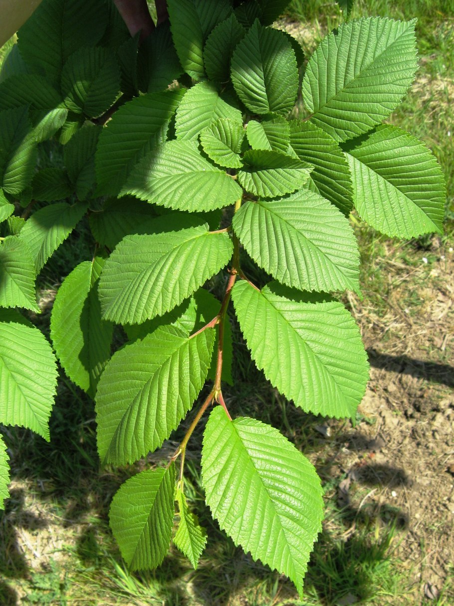 Вяз американский (Ulmus Americana