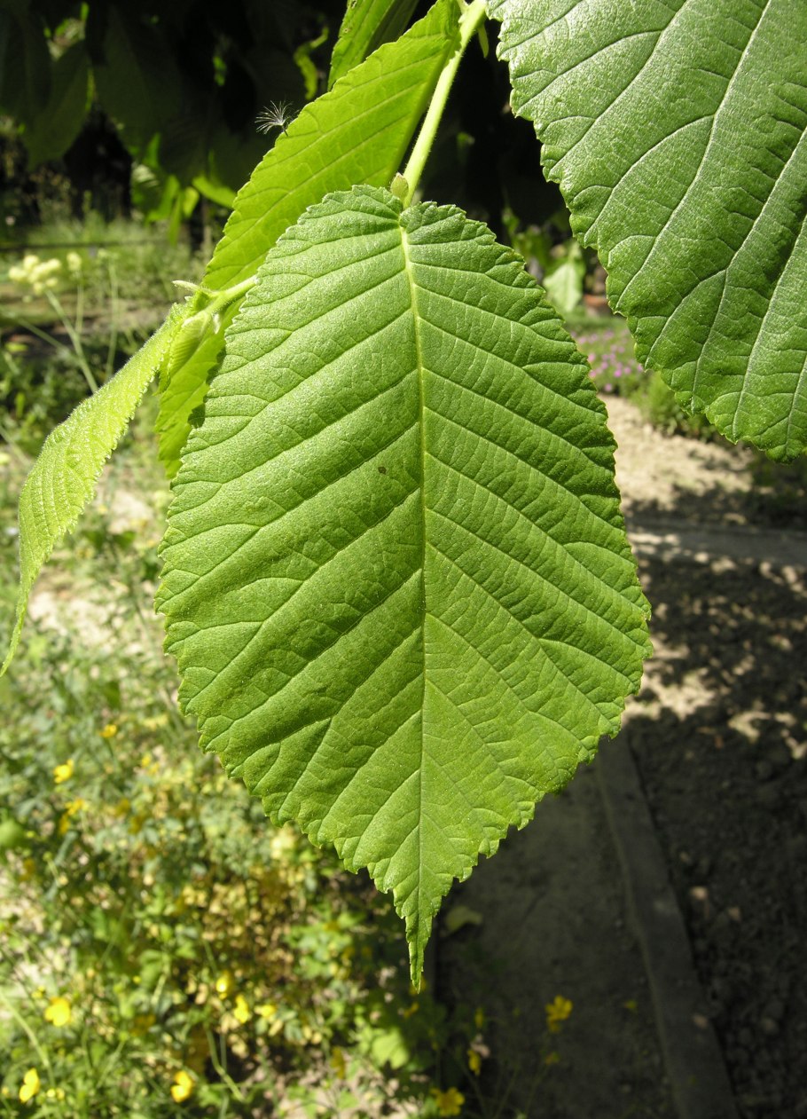 Вяз Давида листья