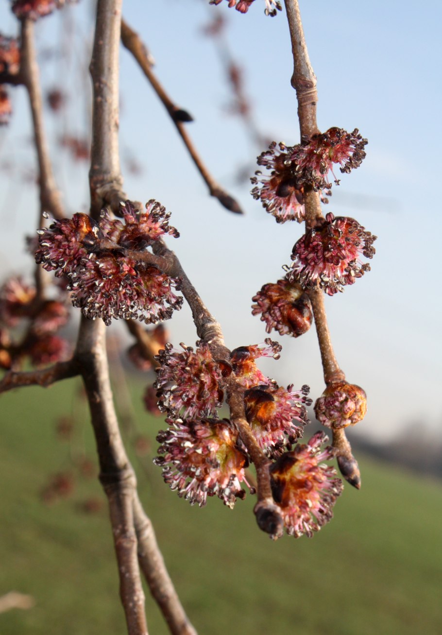 Вяз приземистый Ulmus pumila