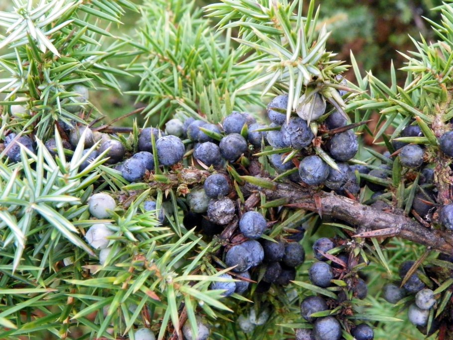 Juniper Berry можжевельник