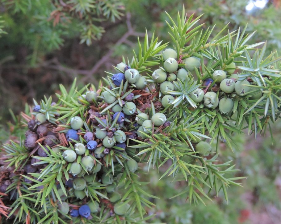 Juniperus horizontalis 'Neumann'с3