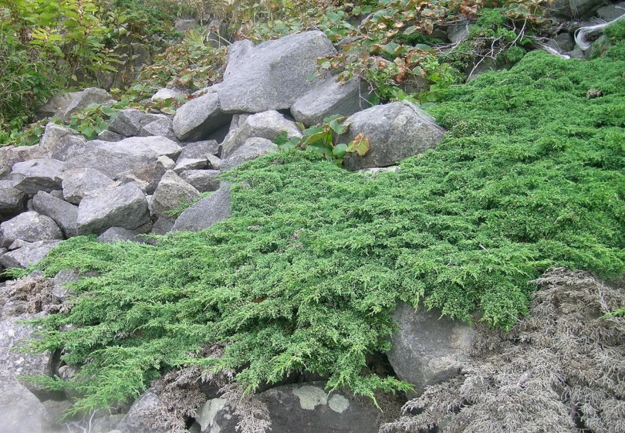 Шишкоягоды можжевельника