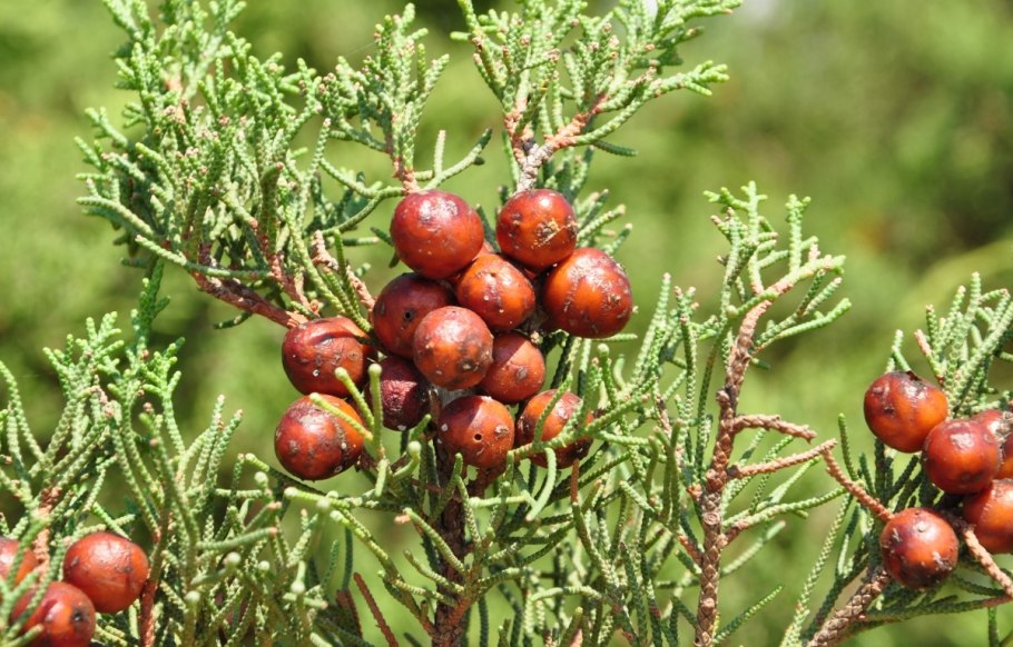 Можжевельник Финикийский
