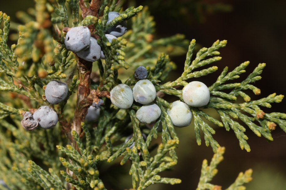 Juniperus virginiana