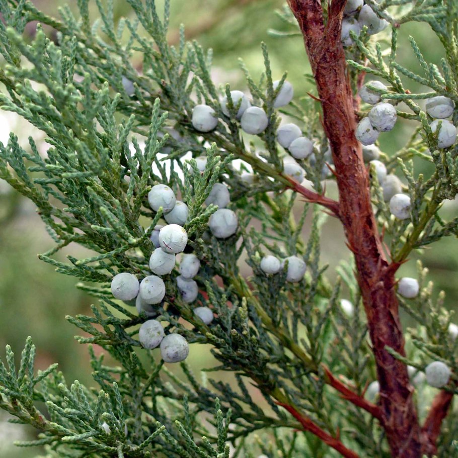 Кедр Juniperus virginiana