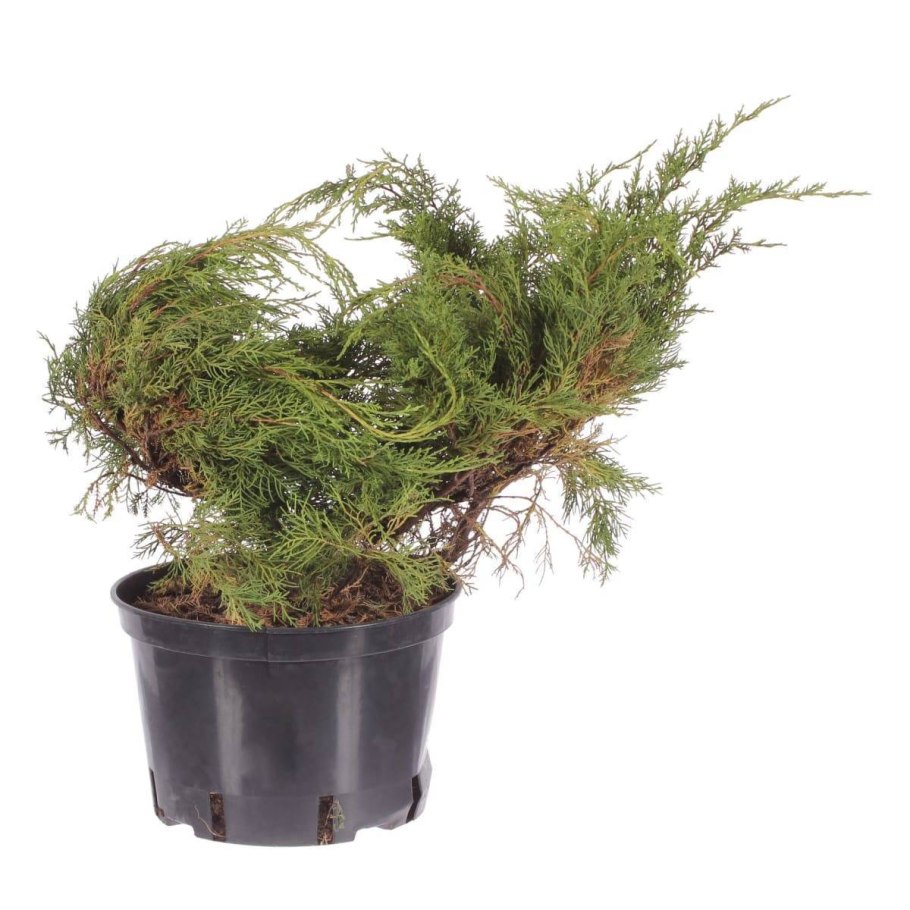 Пфитцериана глаука можжевельник