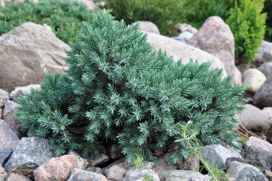 Juniperus (можжевельник) conf. Schlager c5/7,5 pa 105-115 d 25-35