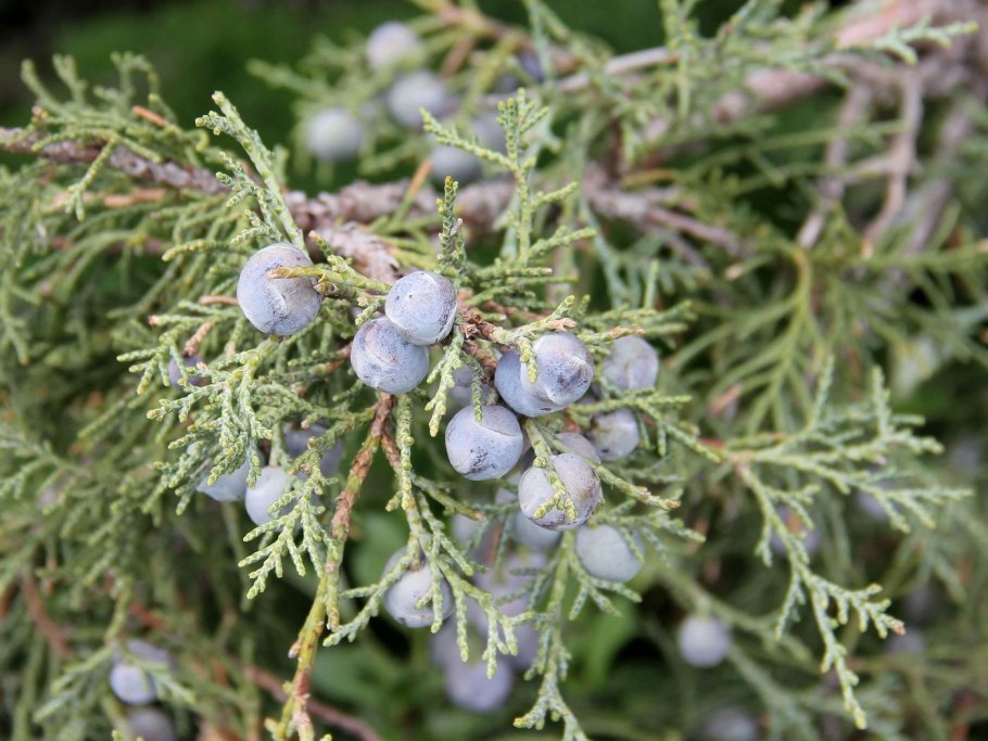 Juniperus squamata 'Hunnetorp'