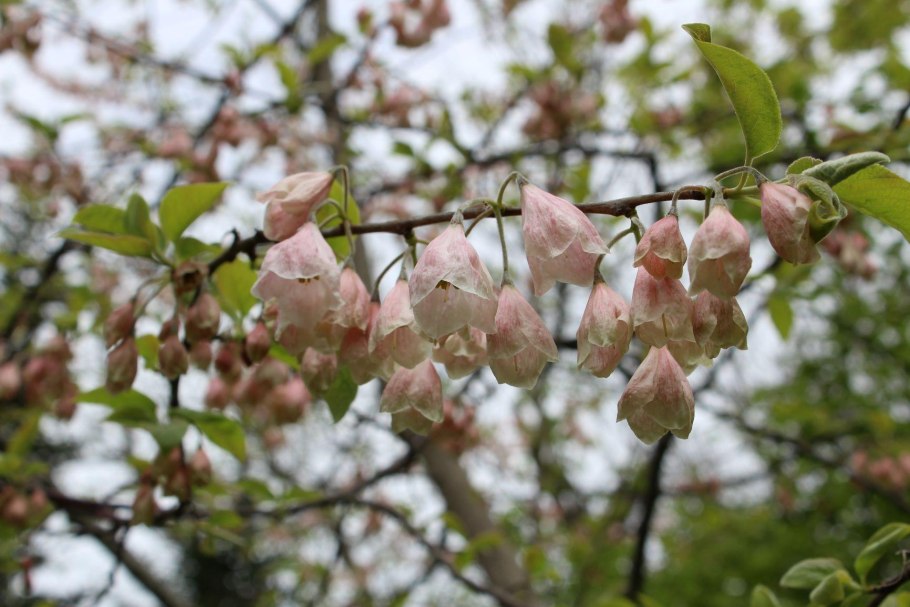 Галезия Каролинская