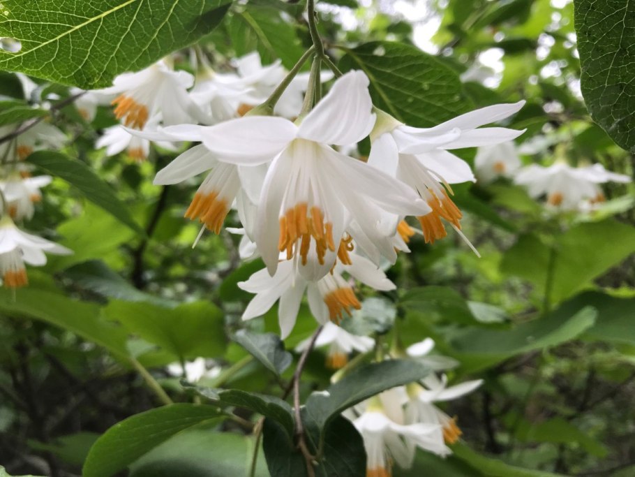 Pterostyrax corymbosa