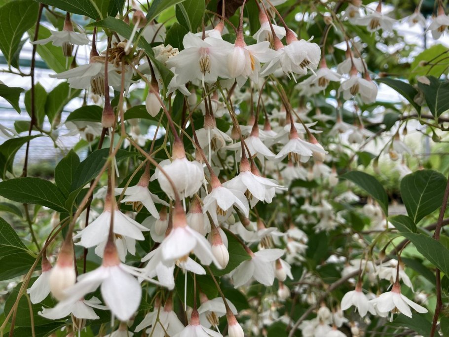 Стиракс Вильсона