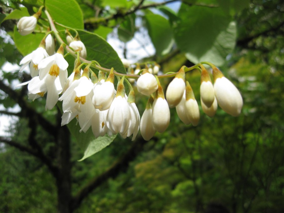 Styrax japonica