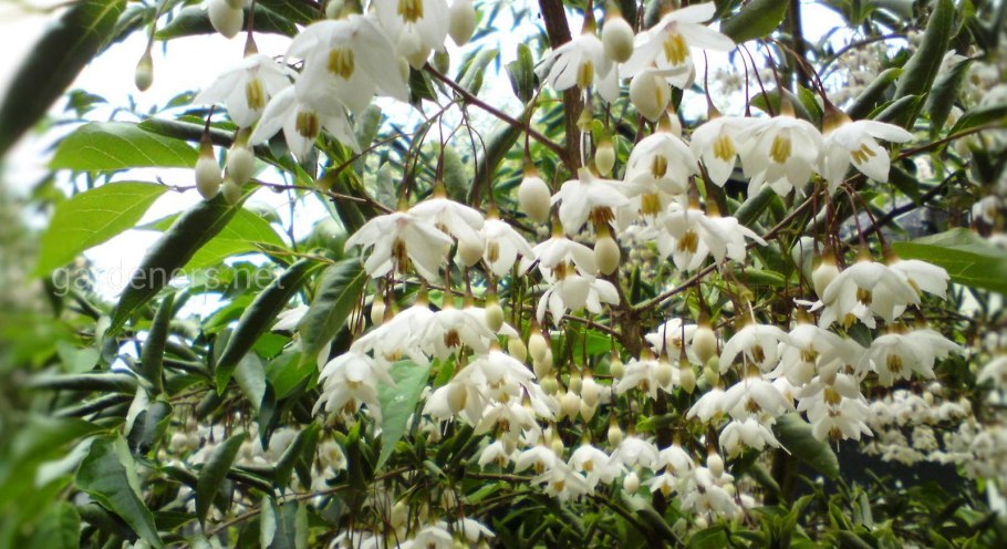 Стиракс японский