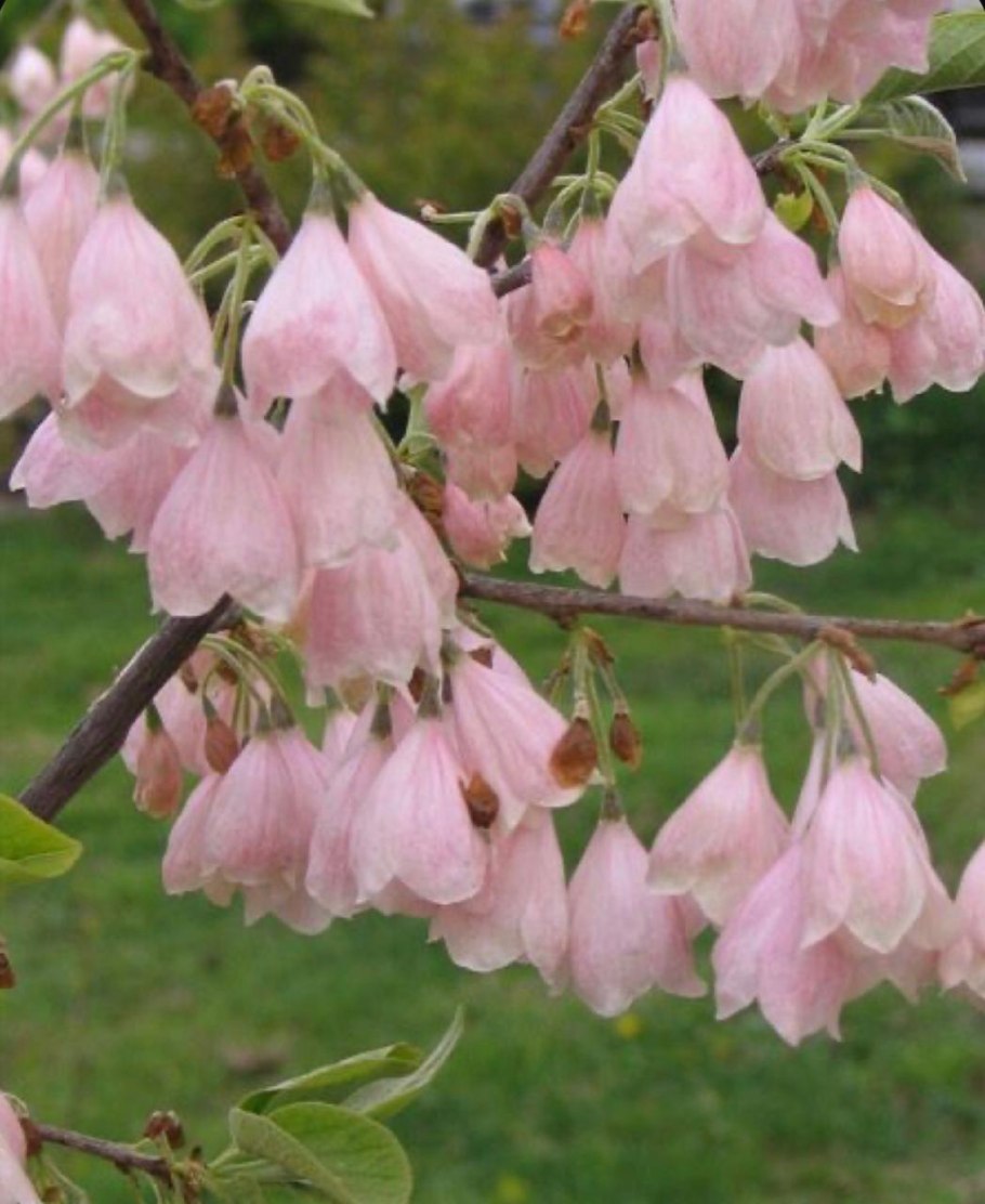 Ландышевое дерево растение рода Клетра