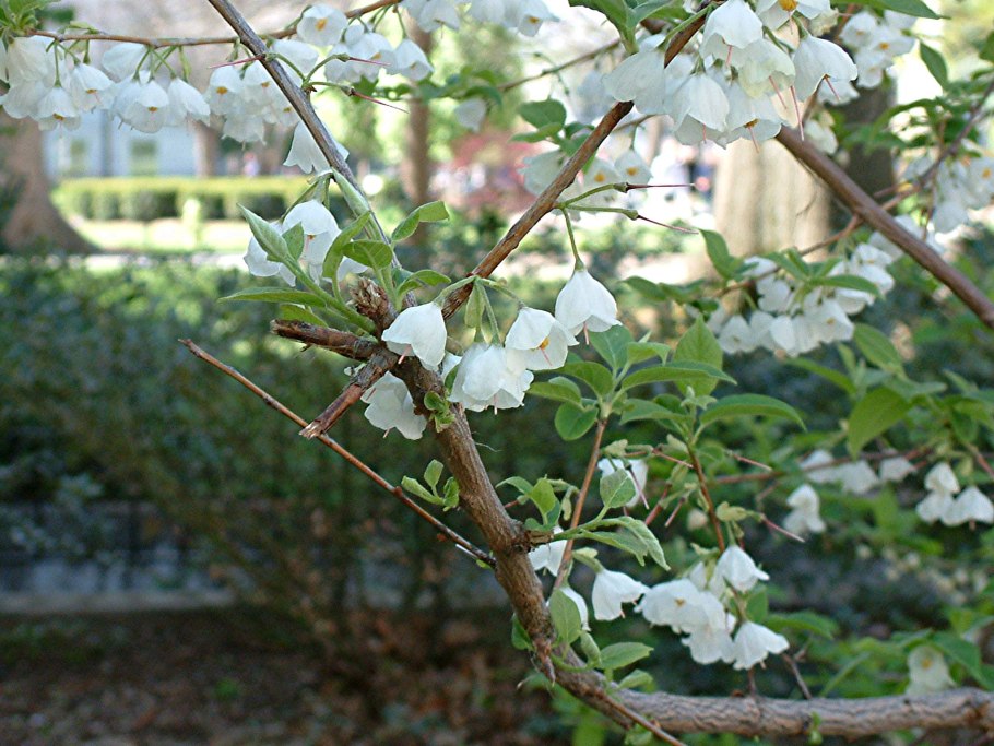 Стиракс (Styrax)