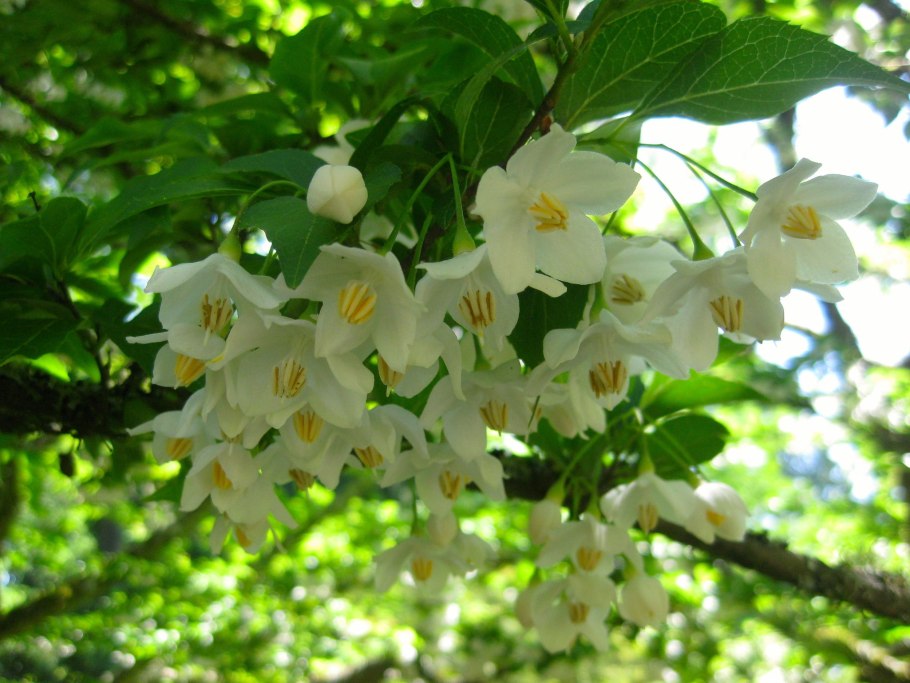 Галезия Каролинская