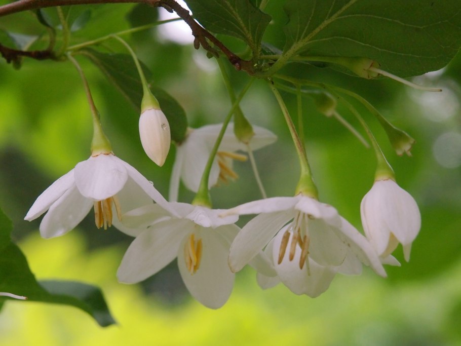 Стиракс ароматный