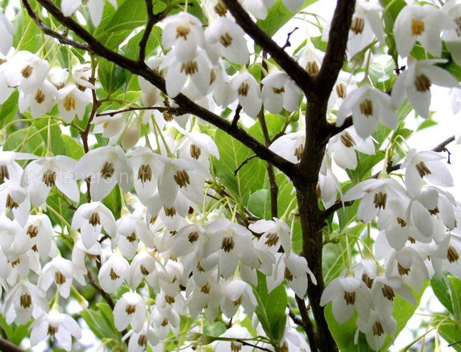 Styrax japonica