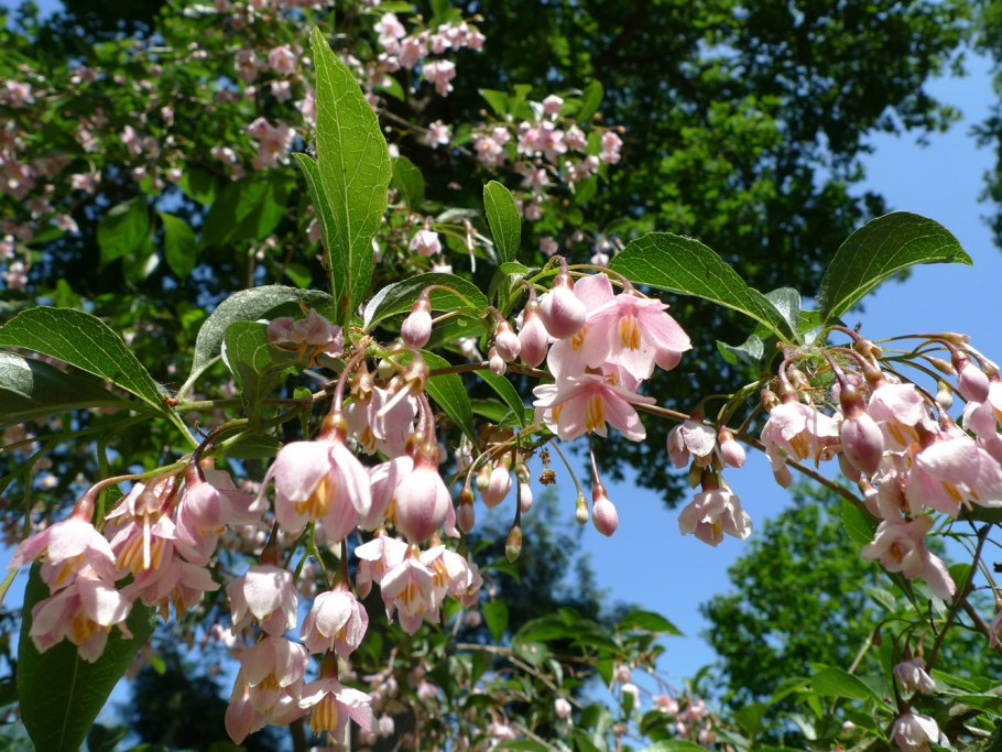Halesia Carolina Ландышевое дерево