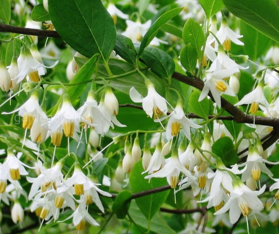 Styrax japonicus
