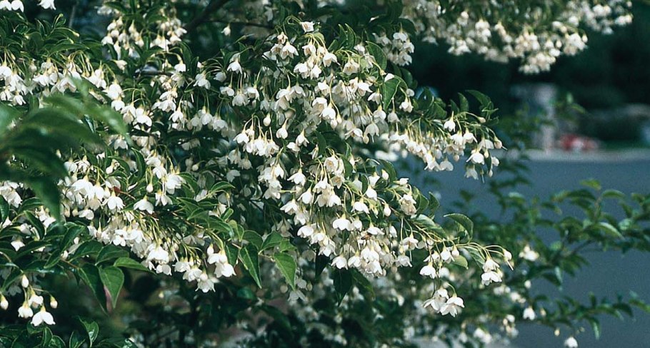 Ликвидамбар Восточный