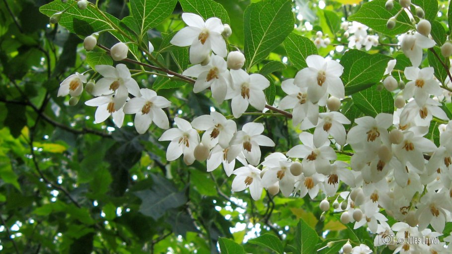 Стиракс японский