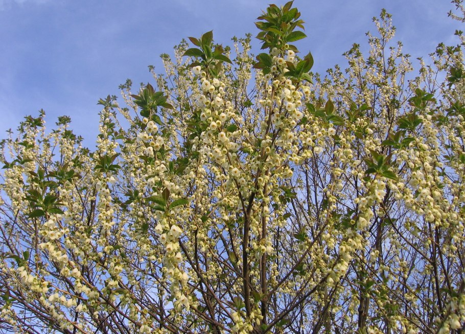 Стираксового дерева (Styrax benzoin)