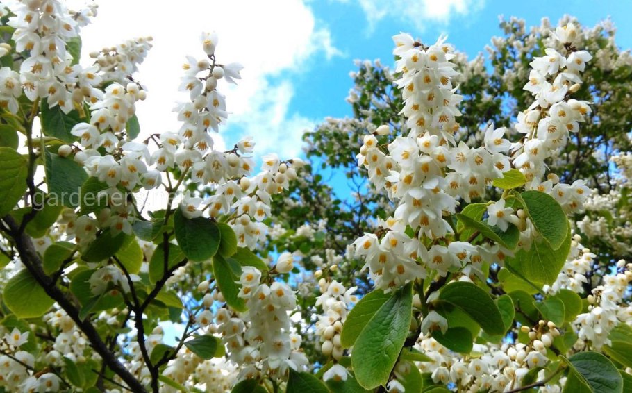 Стиракс (Styrax)