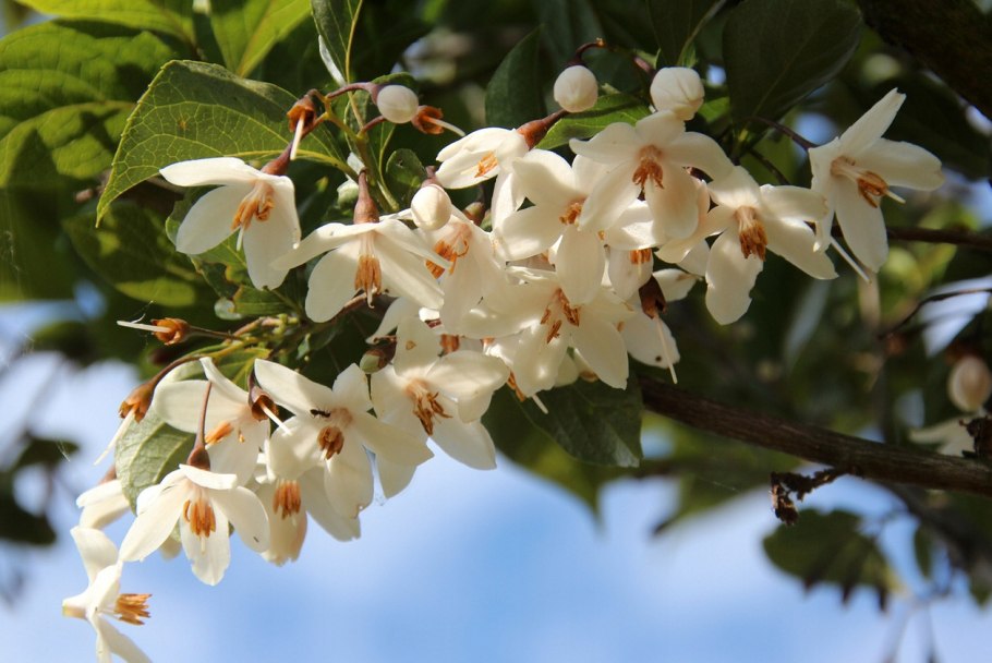 Styrax japonicus