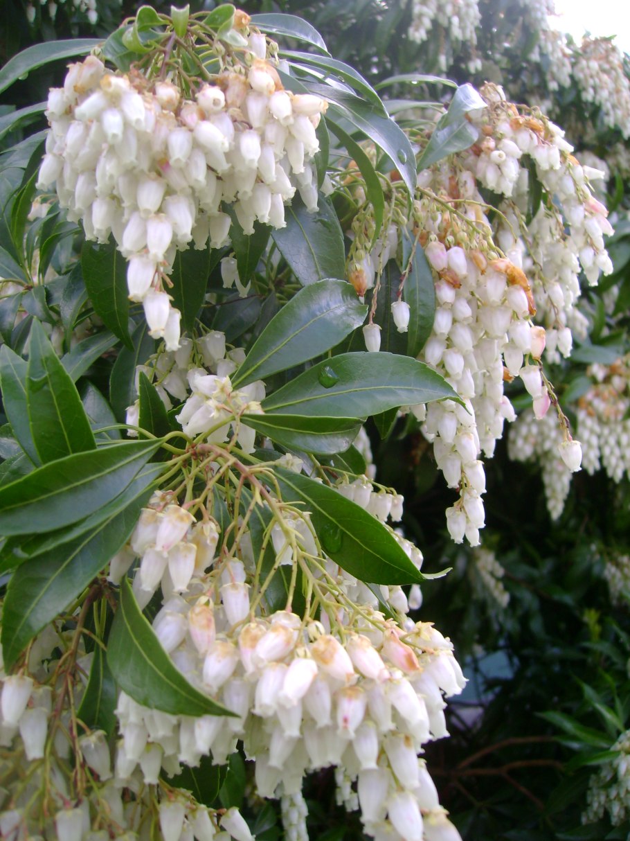 Стиракс японский (Styrax japonicus)