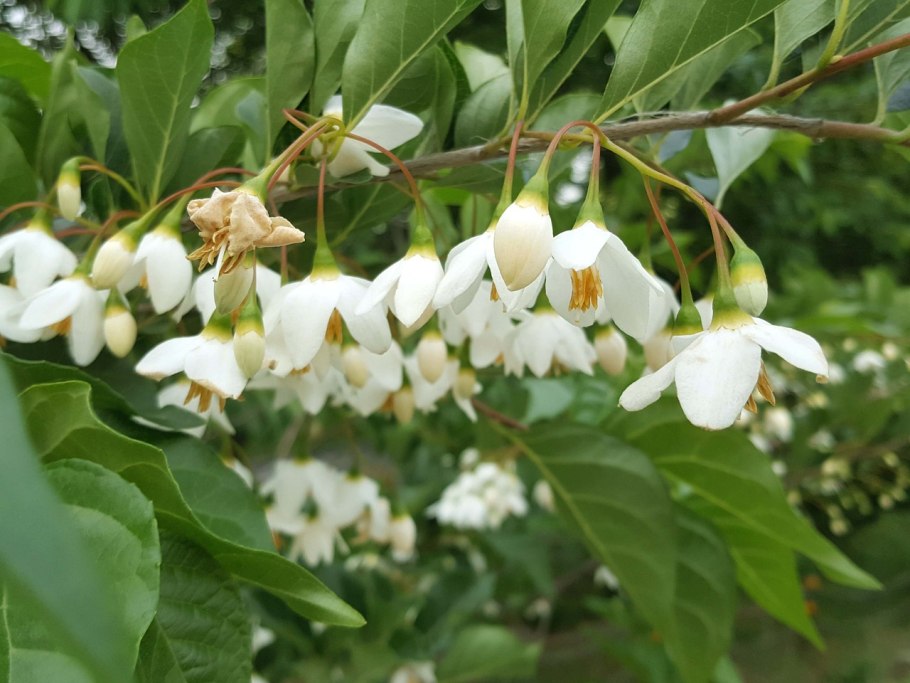 Halesia Carolina