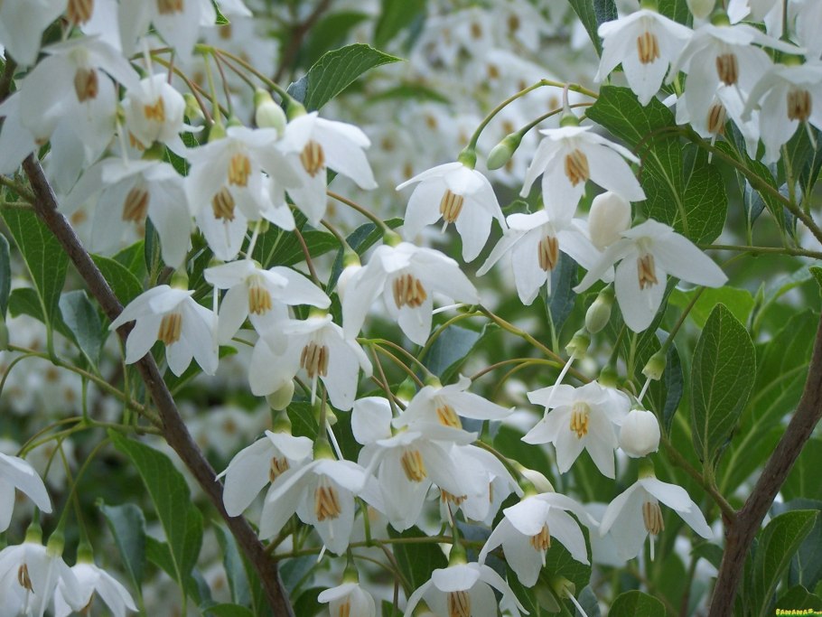 Ландышевое дерево