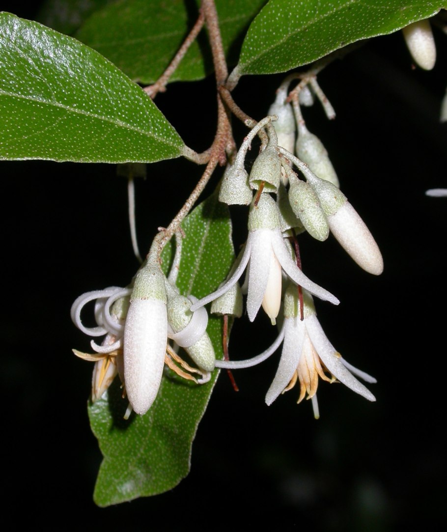 Styrax japonicus