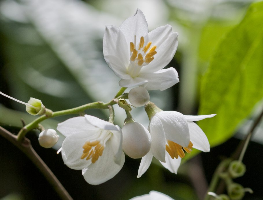 Стиракс японский