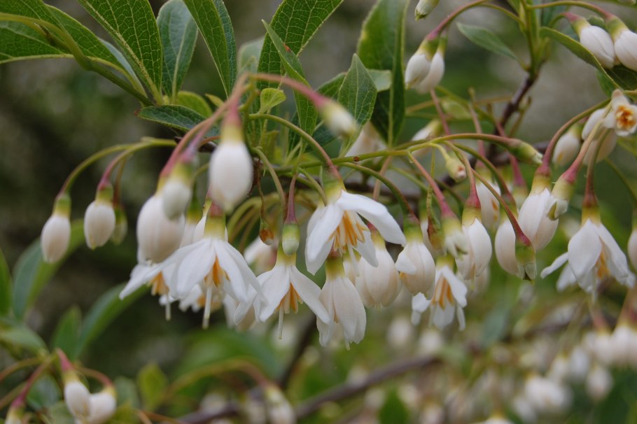 Бензоин растение