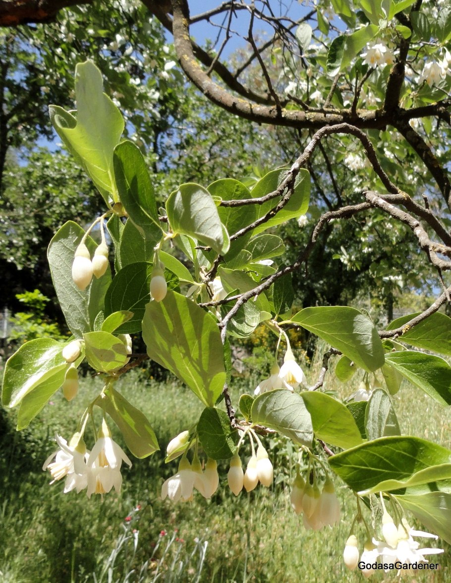 Halesia Carolina Ландышевое дерево